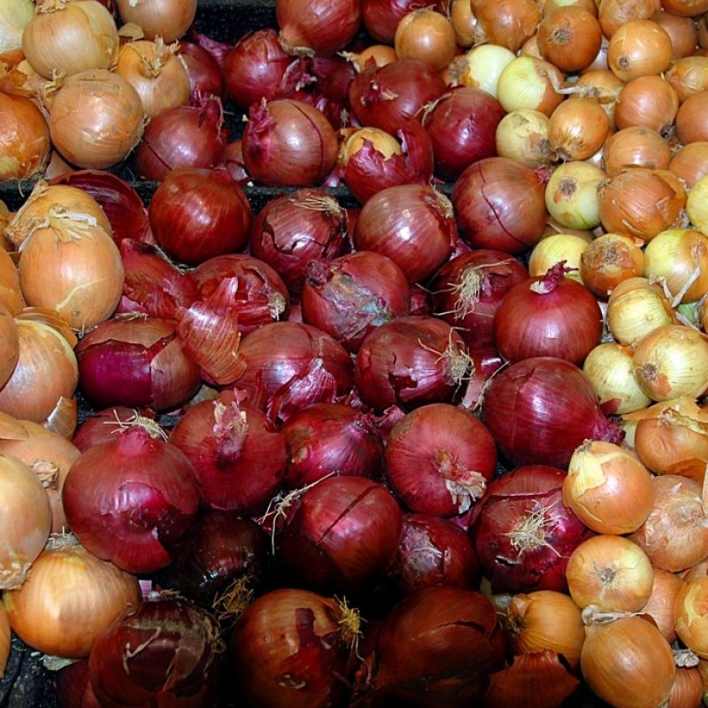 cebollas