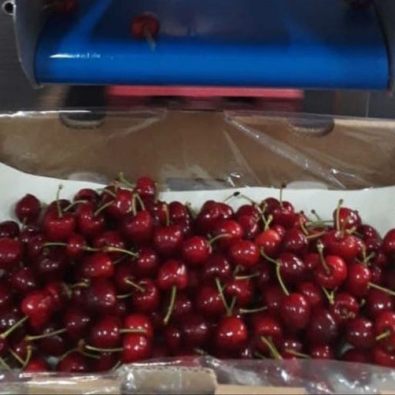 cerezas4