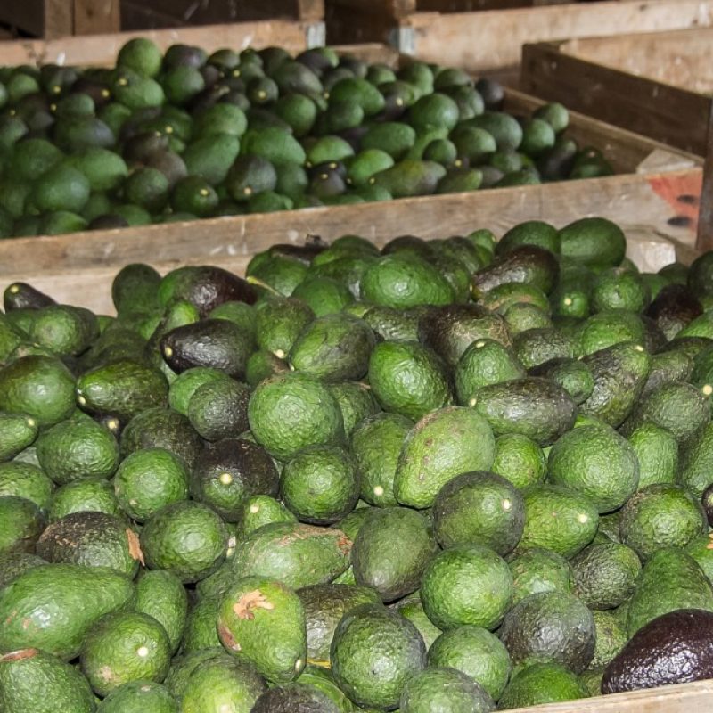 palta4
